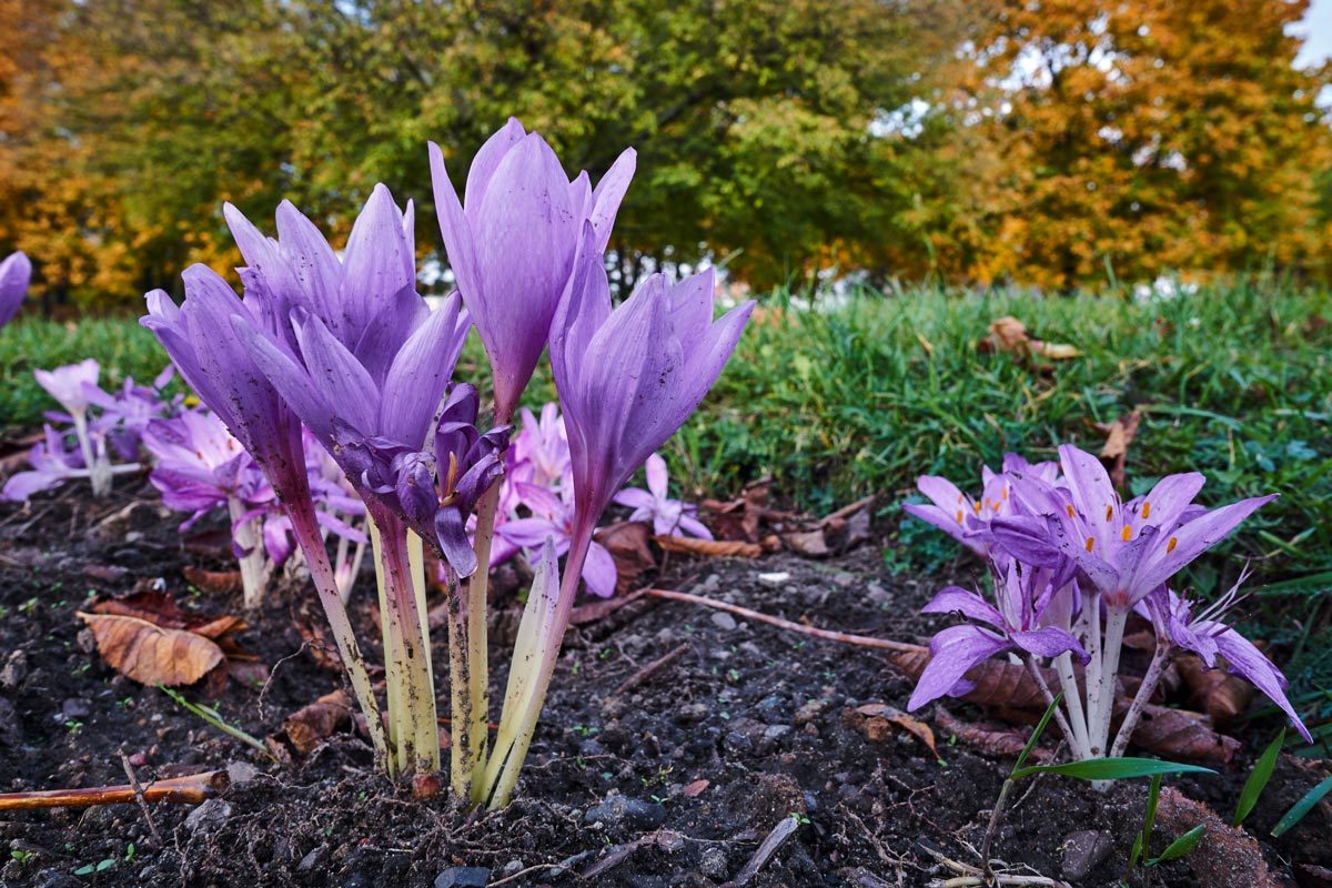 Violet flower Colchicum during the autumn in the park in Poland