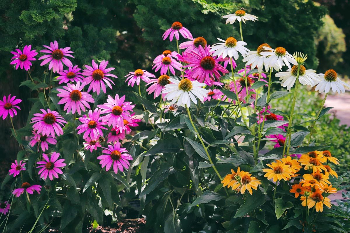 Cheerful Coneflowers in pink, creamy white and yellow in a dark green wooded area in an undisclosed location