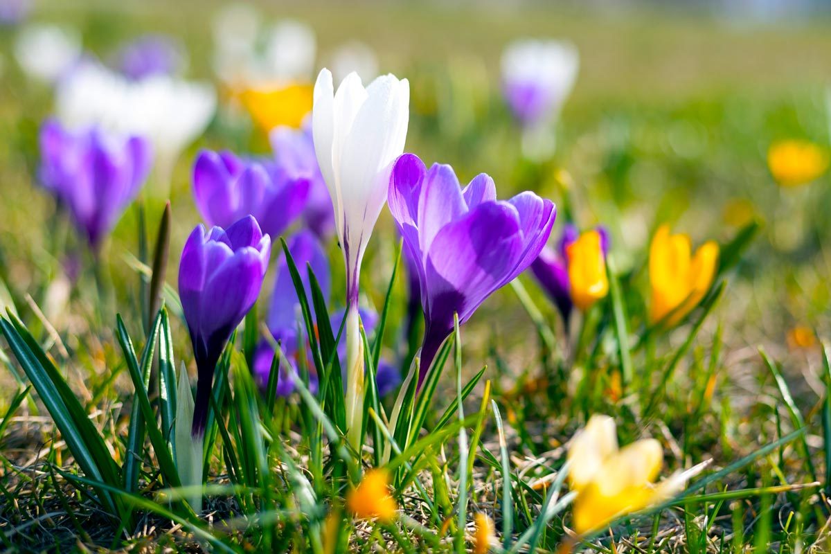 lawn of colorful crocuses - a beautiful, bright Easter background