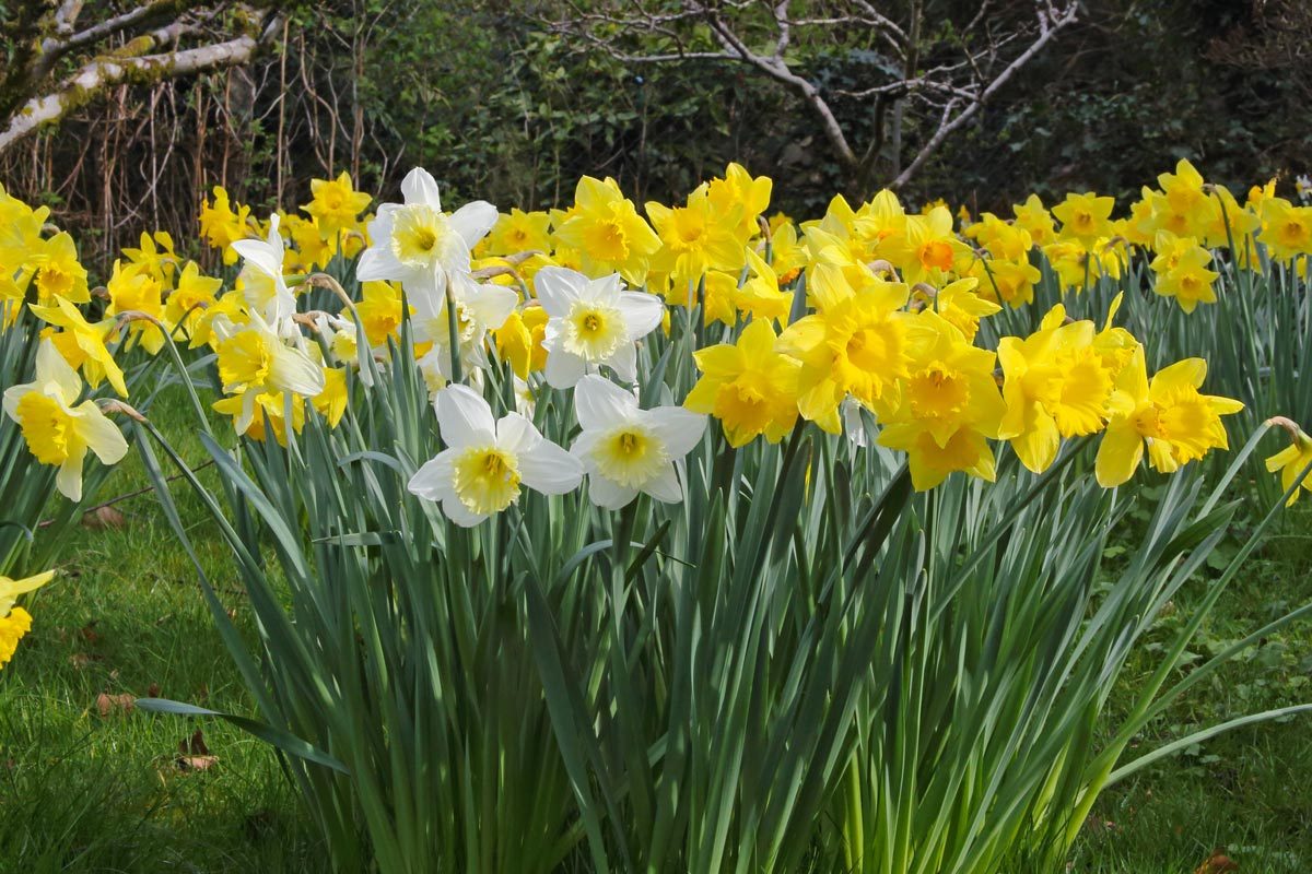 Clumps of daffodils blooming in English garden orchard in spring, Surrey, England, UK.