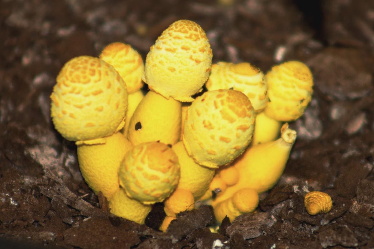 Plantpot Dapperling Fungus Leucocoprinus Birnbaumii (also Known As Lepiota Lutea) Is Quite Common In Potted Plants And Greenhouses.