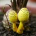 If You See Yellow Mushrooms in Your Houseplant, This Is What It Means