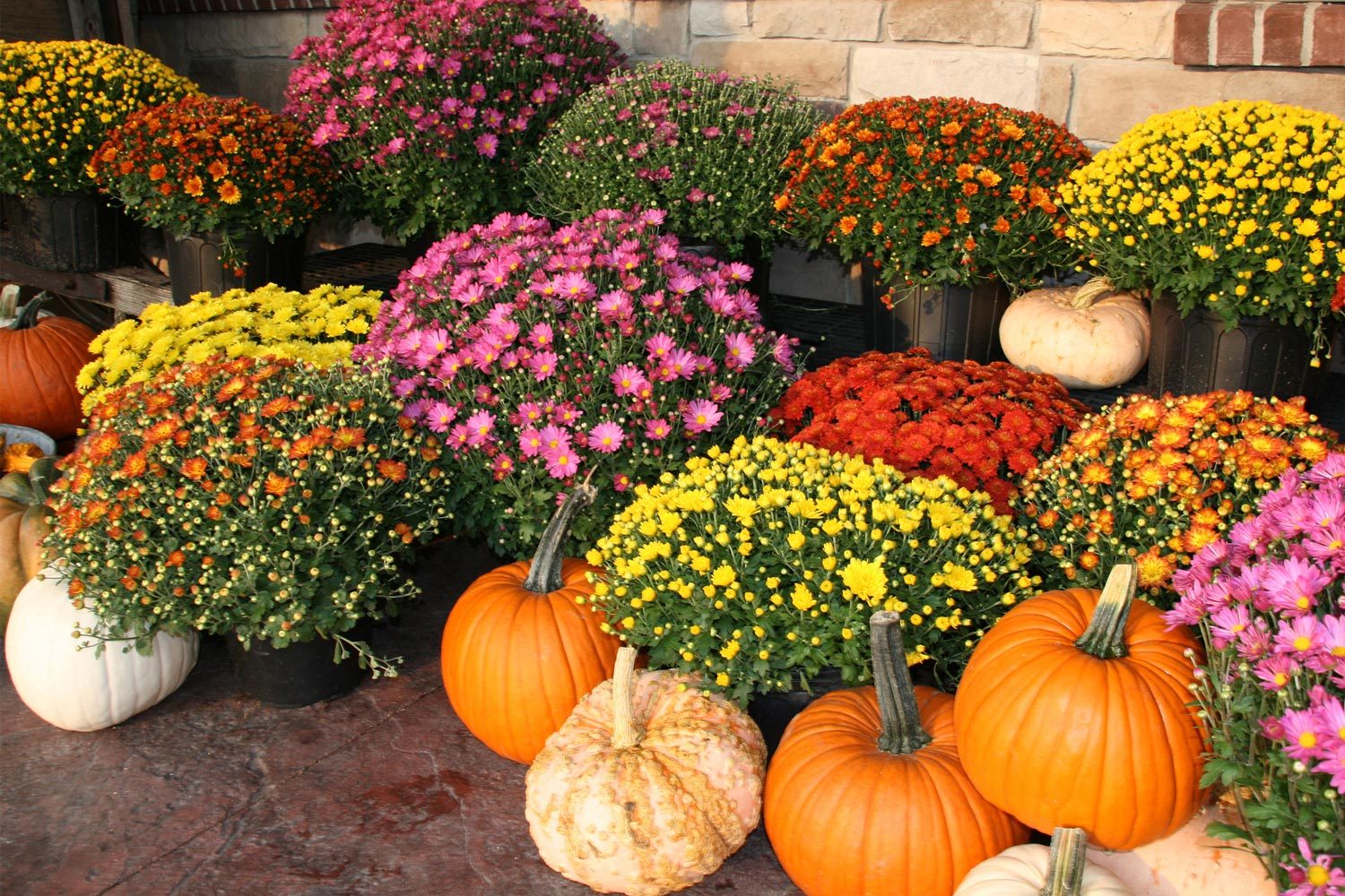 Fall, Autumn, pumpkins, gourds and colorful mums