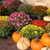 10 Flowers to Plant This Fall