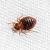 How to Check for Bed Bugs in a Hotel