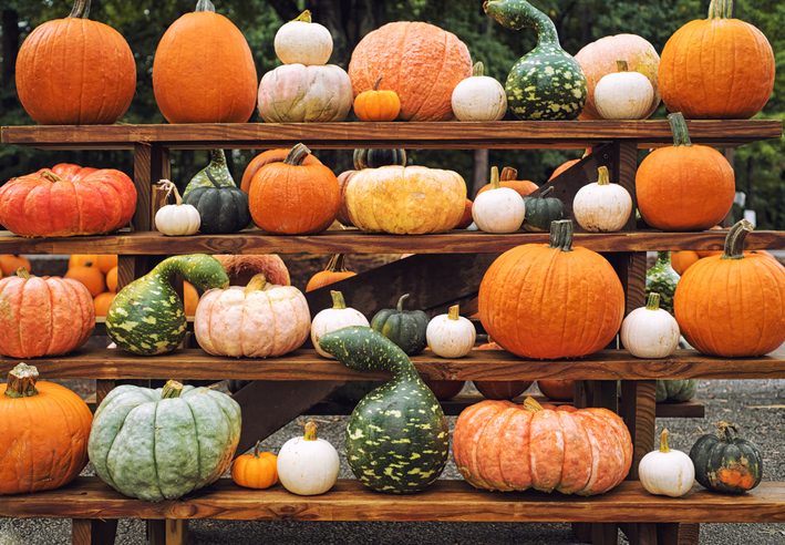 Various Pumpkins Arranged on Shelves at a Pumpkin Patch