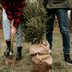 Can You Replant a Christmas Tree?