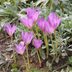 Guide To Growing Autumn Crocuses and Colchicums