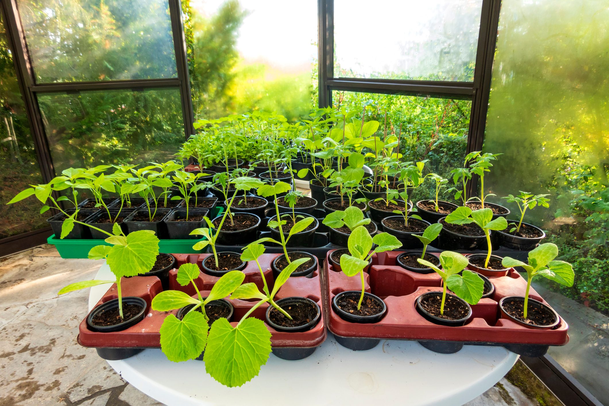 Various potted plants at nursery