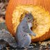 How to Protect Your Carved Pumpkins from Pests