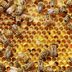 Here's Why You Shouldn't Put Up Honey Bee Hives