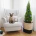 Are Christmas Trees Toxic to Cats?