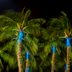 Is It Safe to Hang Christmas Lights On Palm Trees?