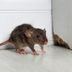 6 Things that Attract Mice