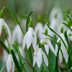 Guide To Growing Snowdrop Flowers