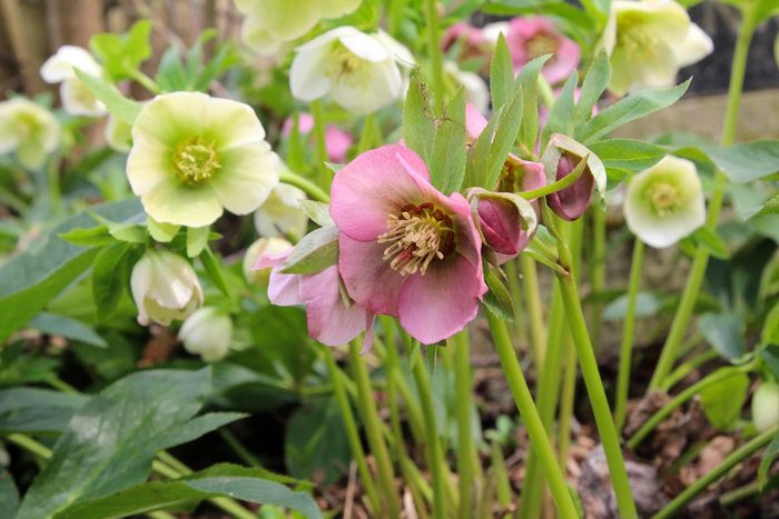 Hellebores Flower blooming in a vivid green garden with white buds blooming in the background