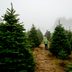 Ever Thought About Starting Your Own Christmas Tree Farm? Here's What to Know