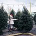 How Long Do Christmas Trees Last?