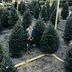 How Much Are Real Christmas Trees?