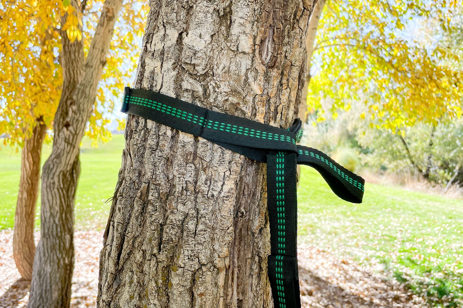 Hammock Strap Wrapped Around a Tree