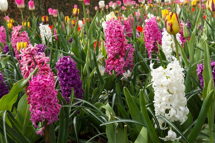 Colorful Tulips At Keukenhof In Holland