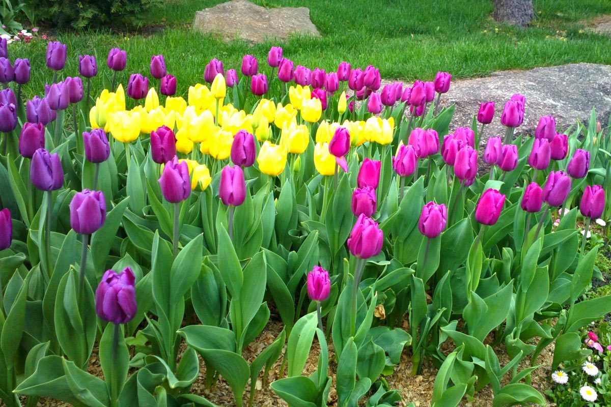 Multicolored Tulip Flower Bed in the residential backyard of a home