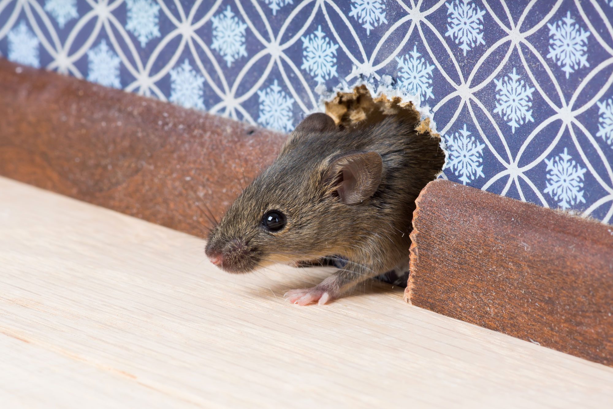 Mouse Nose Pokes Through A Hole In The Wall