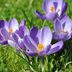 Plant Crocuses in Your Lawn in Fall for Spring Flowers