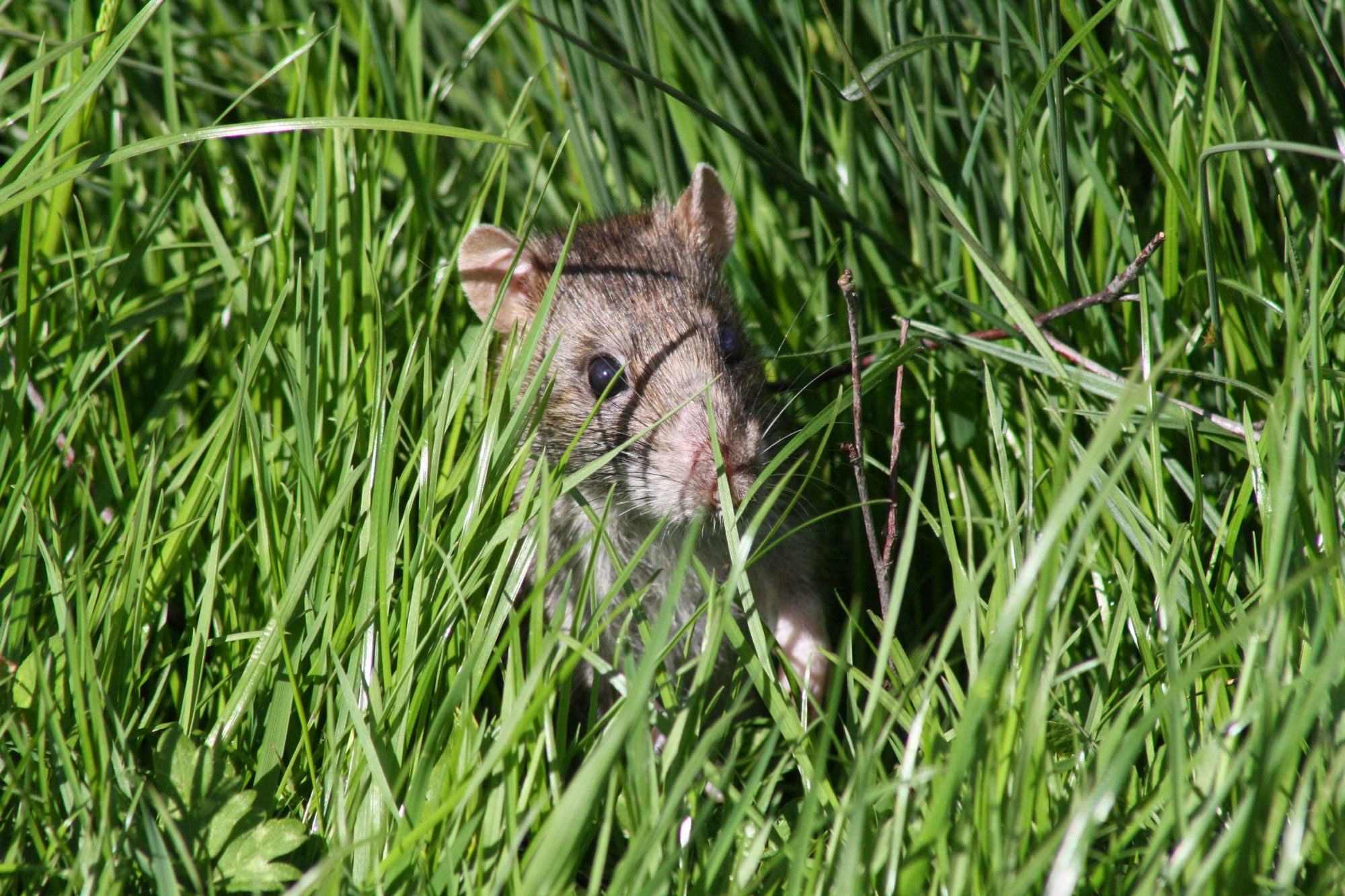 Rat In A Grass Field