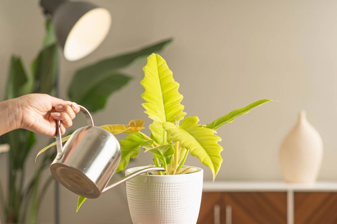 Cyber Lime Paint Color Of The Year Nov 2023 Courtesy Garden Media Group