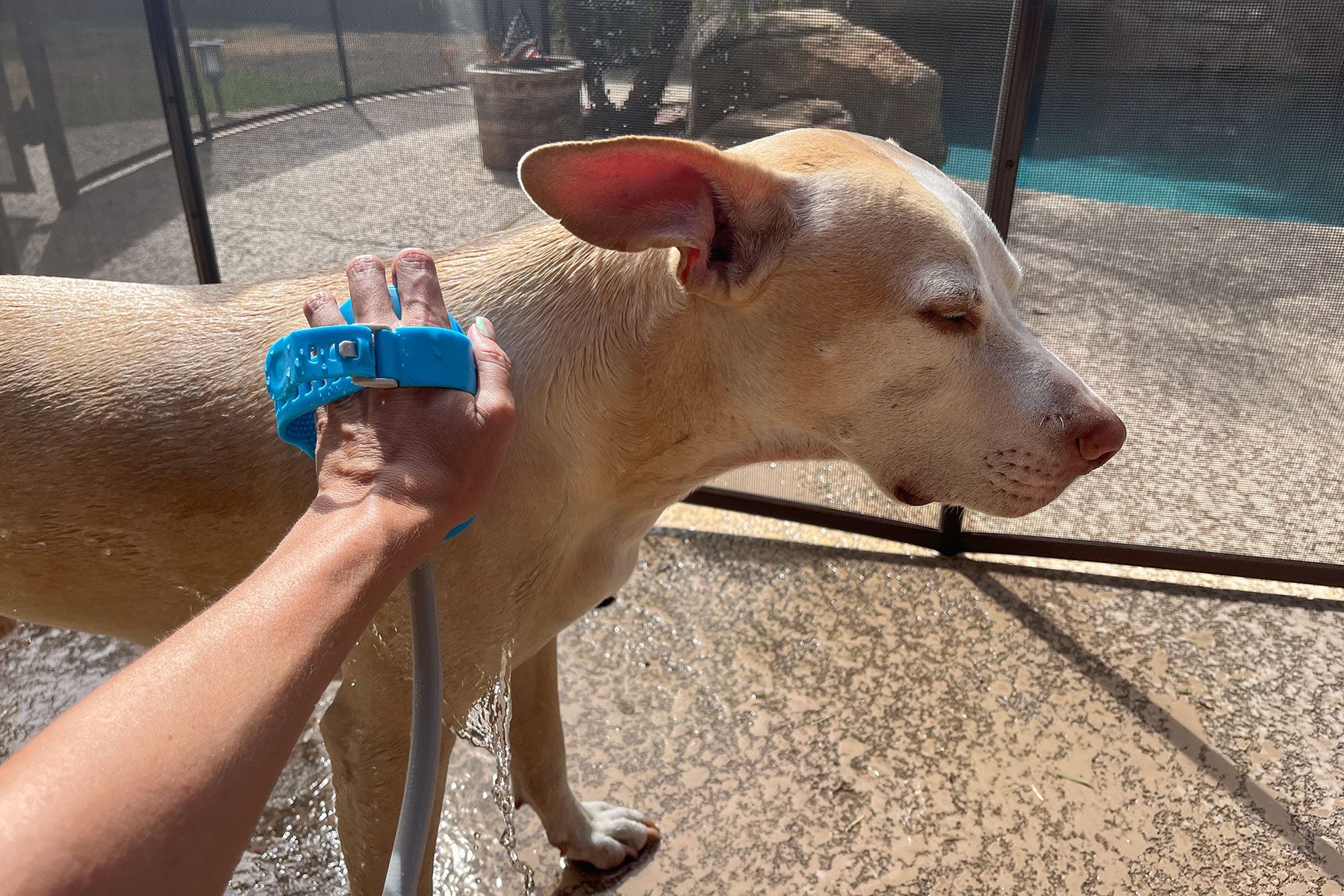 Dog Ernie Bathing outside 