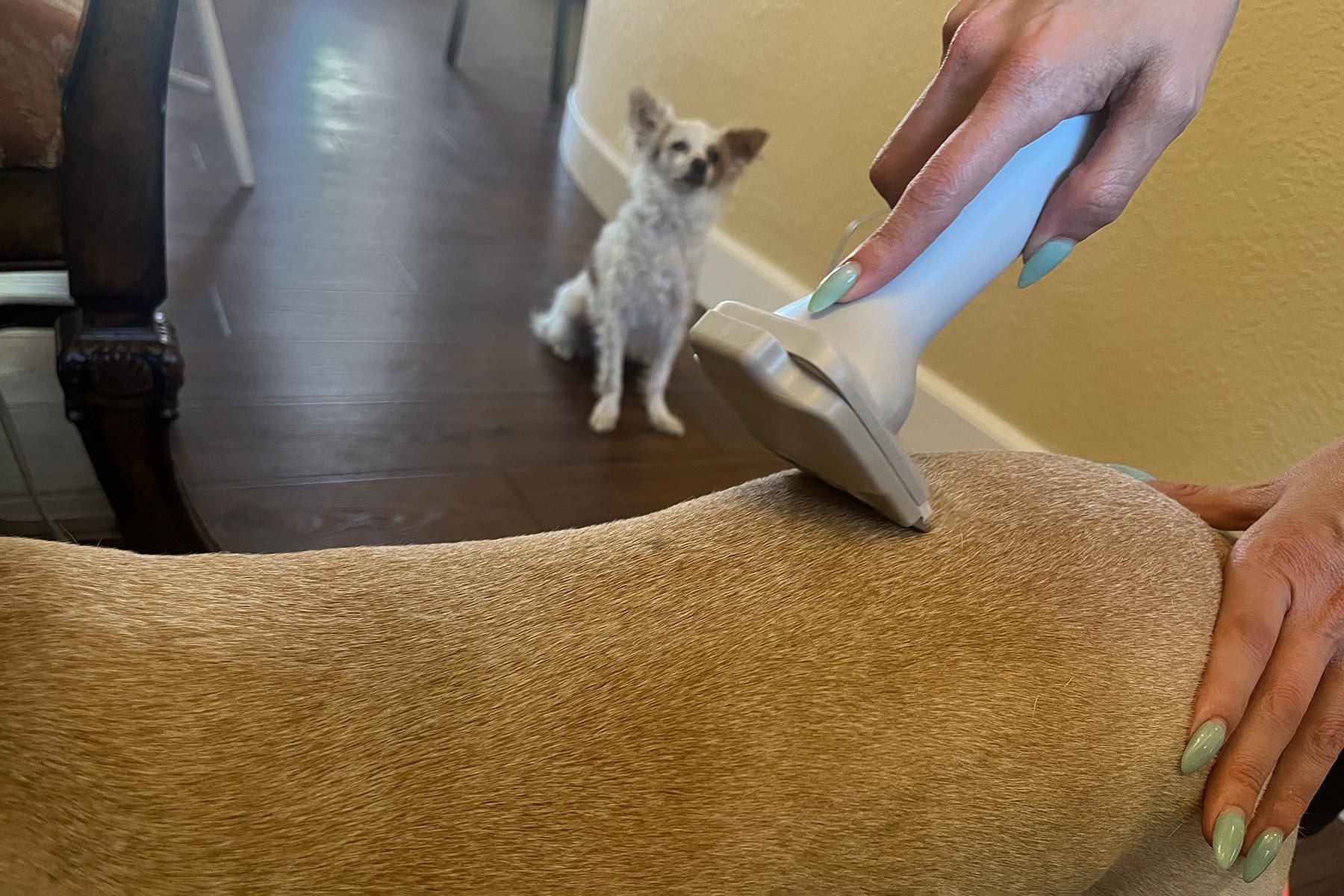 Brushing a Dog and other dog watching