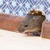 7 Diseases Mice Can Carry