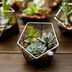 The Hottest Houseplant Trends To Watch in 2024