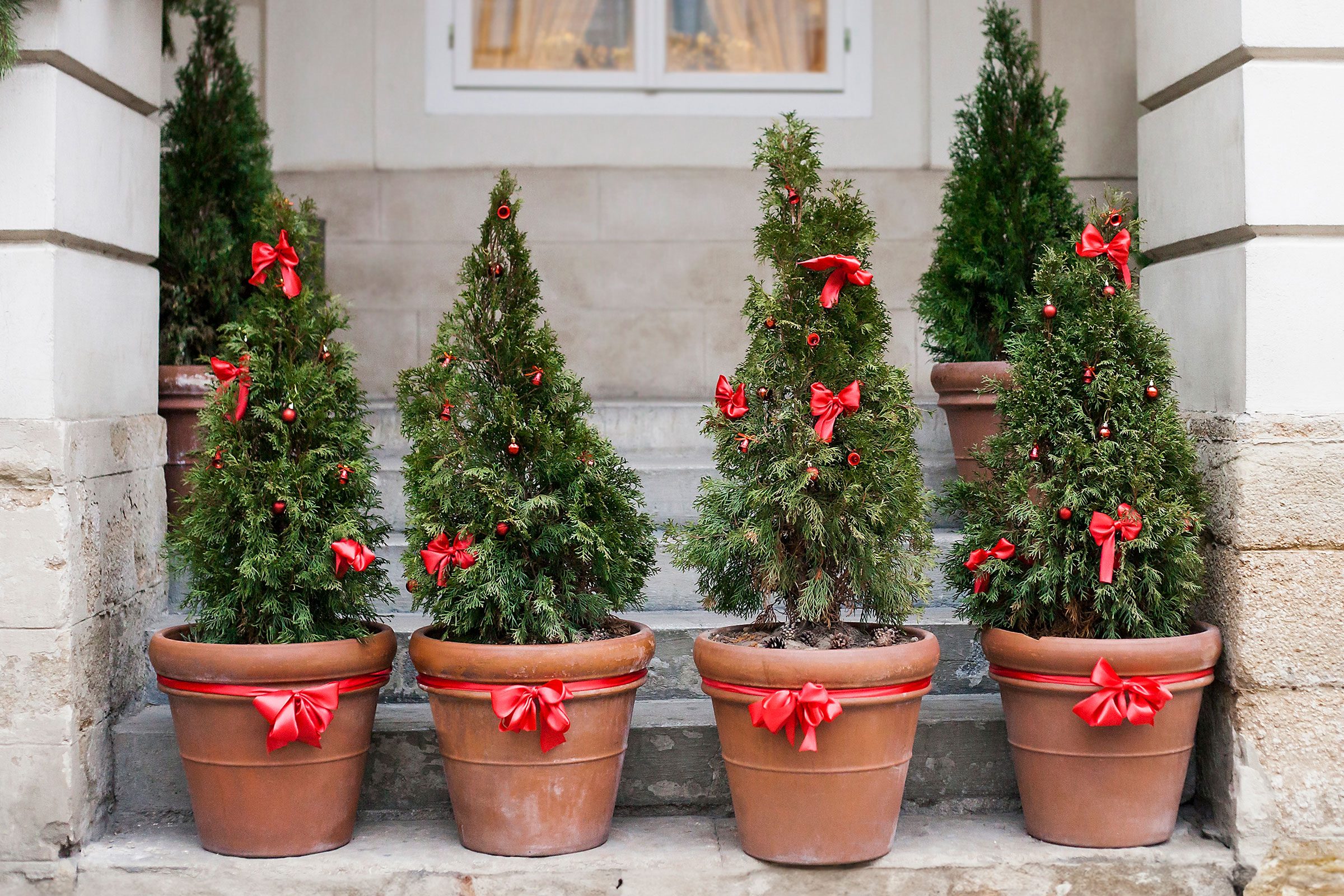 small christmas trees in pots on a front porch