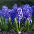 Guide To Growing and Forcing Hyacinth Bulbs