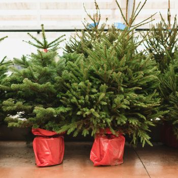 Christmas trees in a red pots for sale on a shop