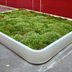 Do You Need a Living Moss Rug?