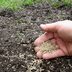 Why Planting Grass Seed in the Winter Works