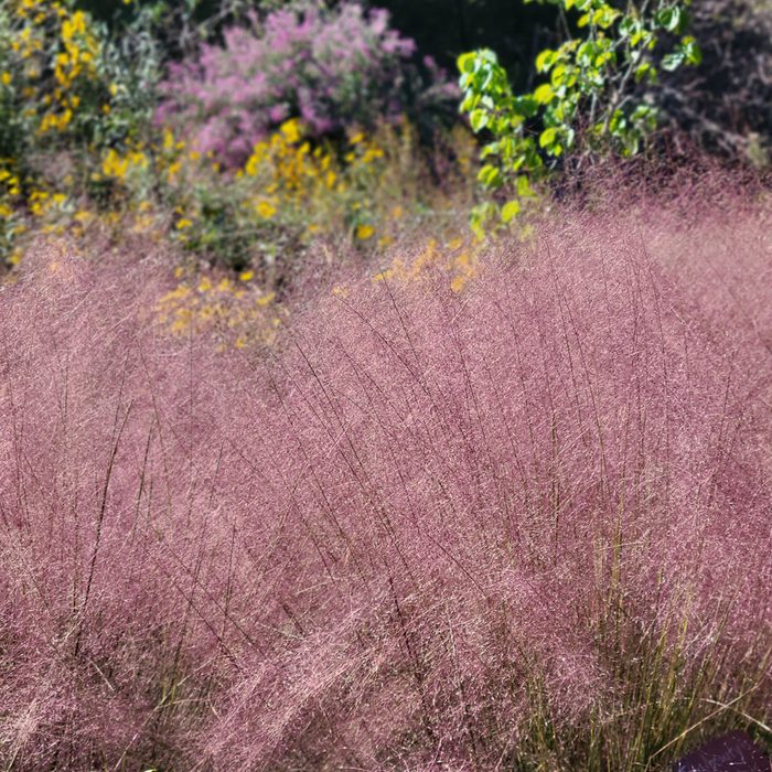Pink Muhly Grass