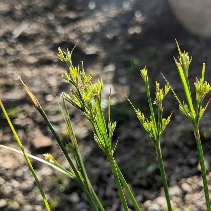 Path Rush (Juncus tenuis)