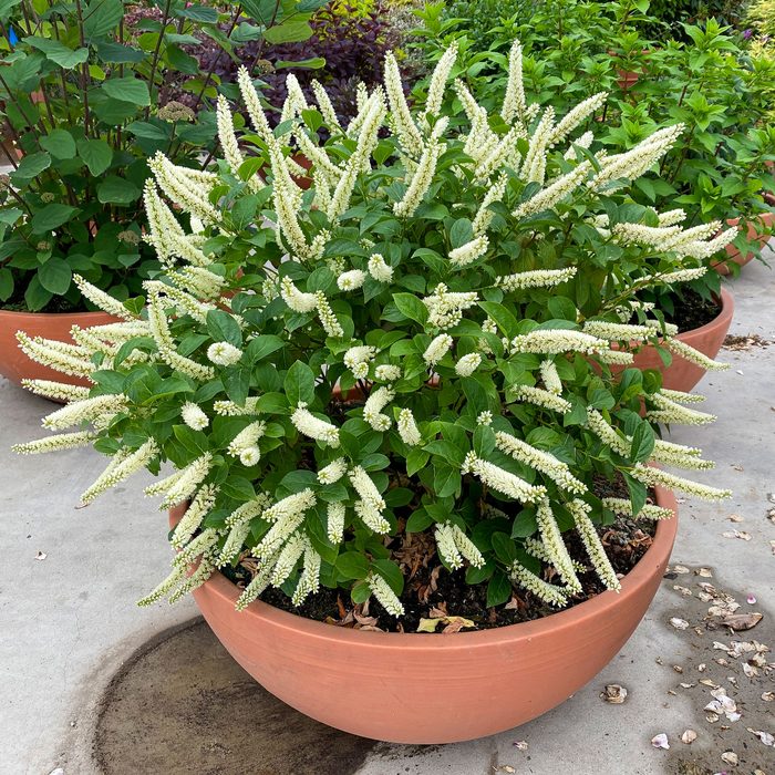 Fizzy Mizzy Virginia Sweetspire