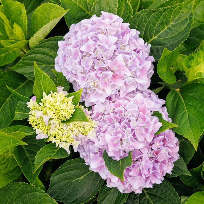 Seaside Serenade Kitty Hawk Hydrangea