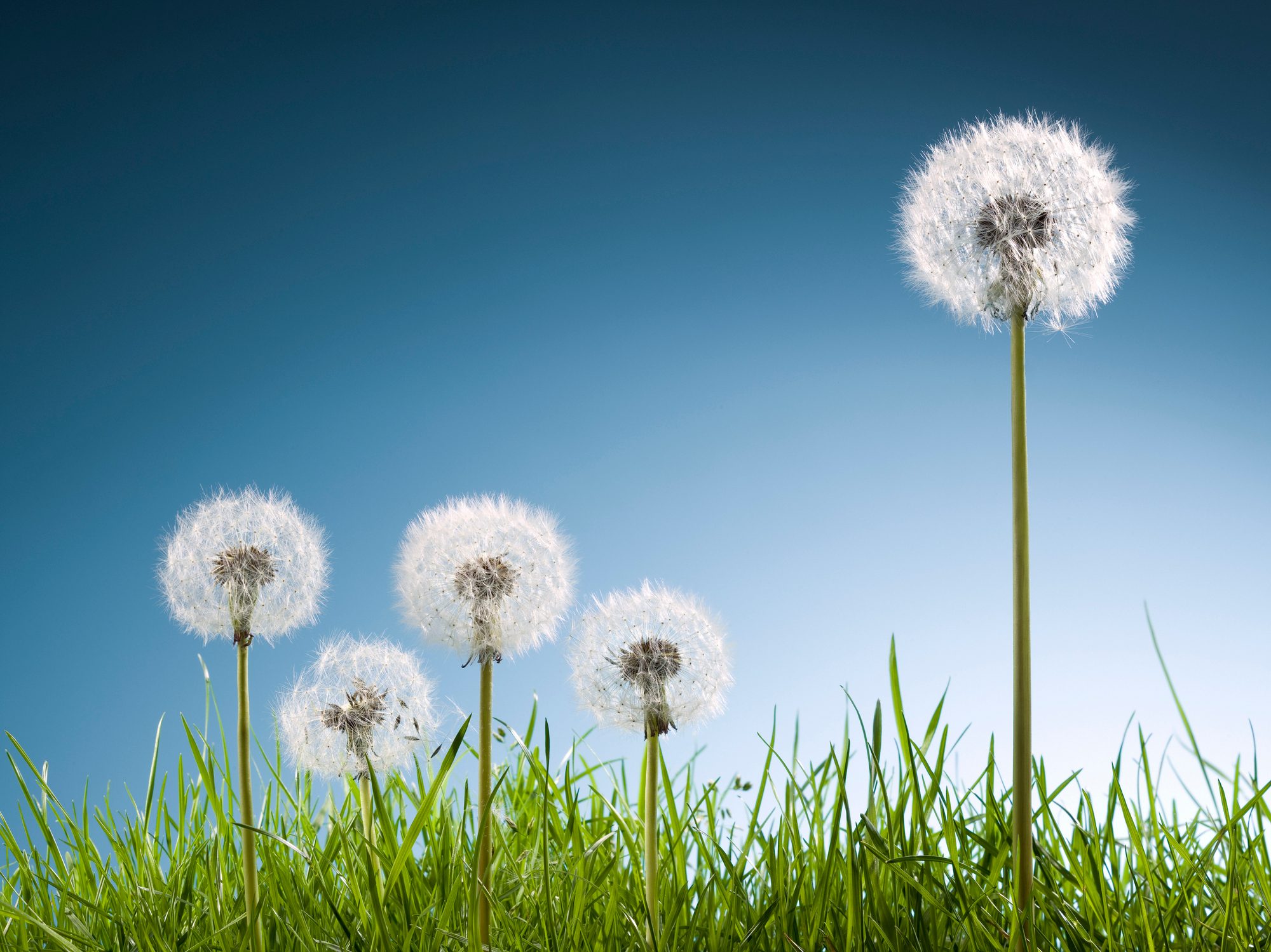 Dandelions in grass