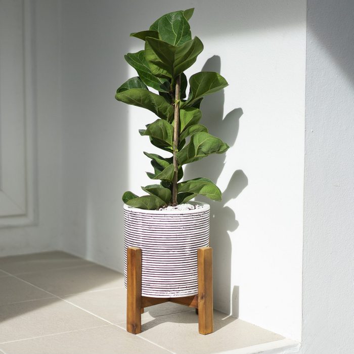small Ficus lyrata tree purifier air good for decoration in the house