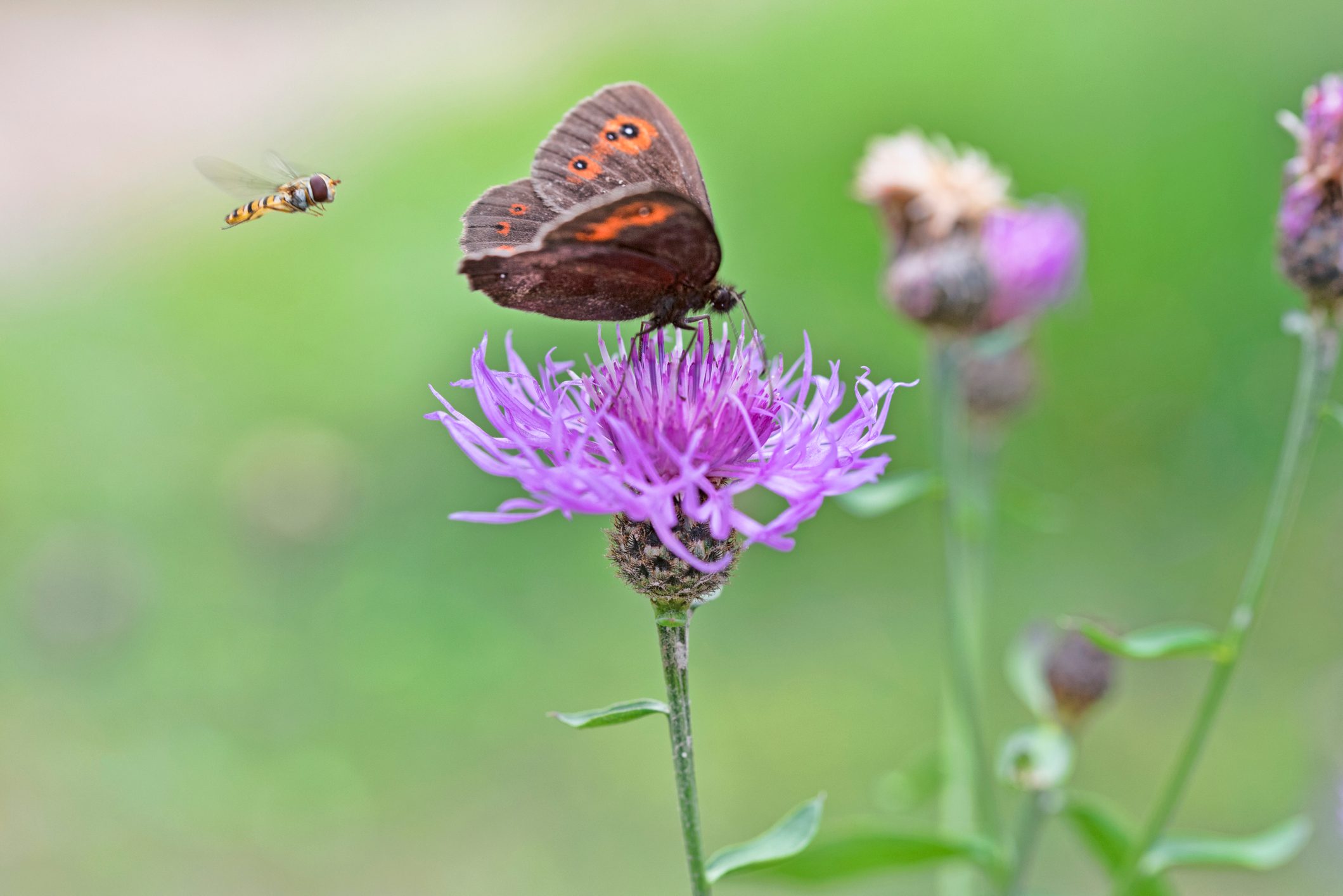 Syrphid flies flyng and arran brown butterfly on cirsium arvense flower