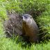 How To Get Rid of Groundhogs In a Humane Way