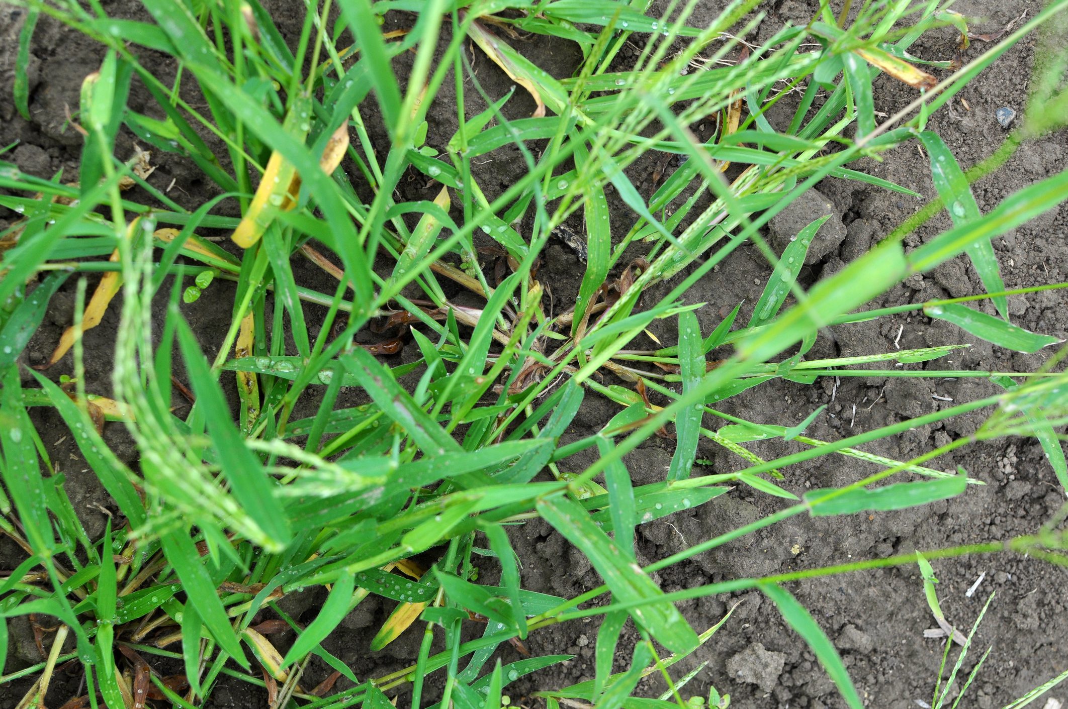 In the field, like a weed, grows Digitaria sanguinalis