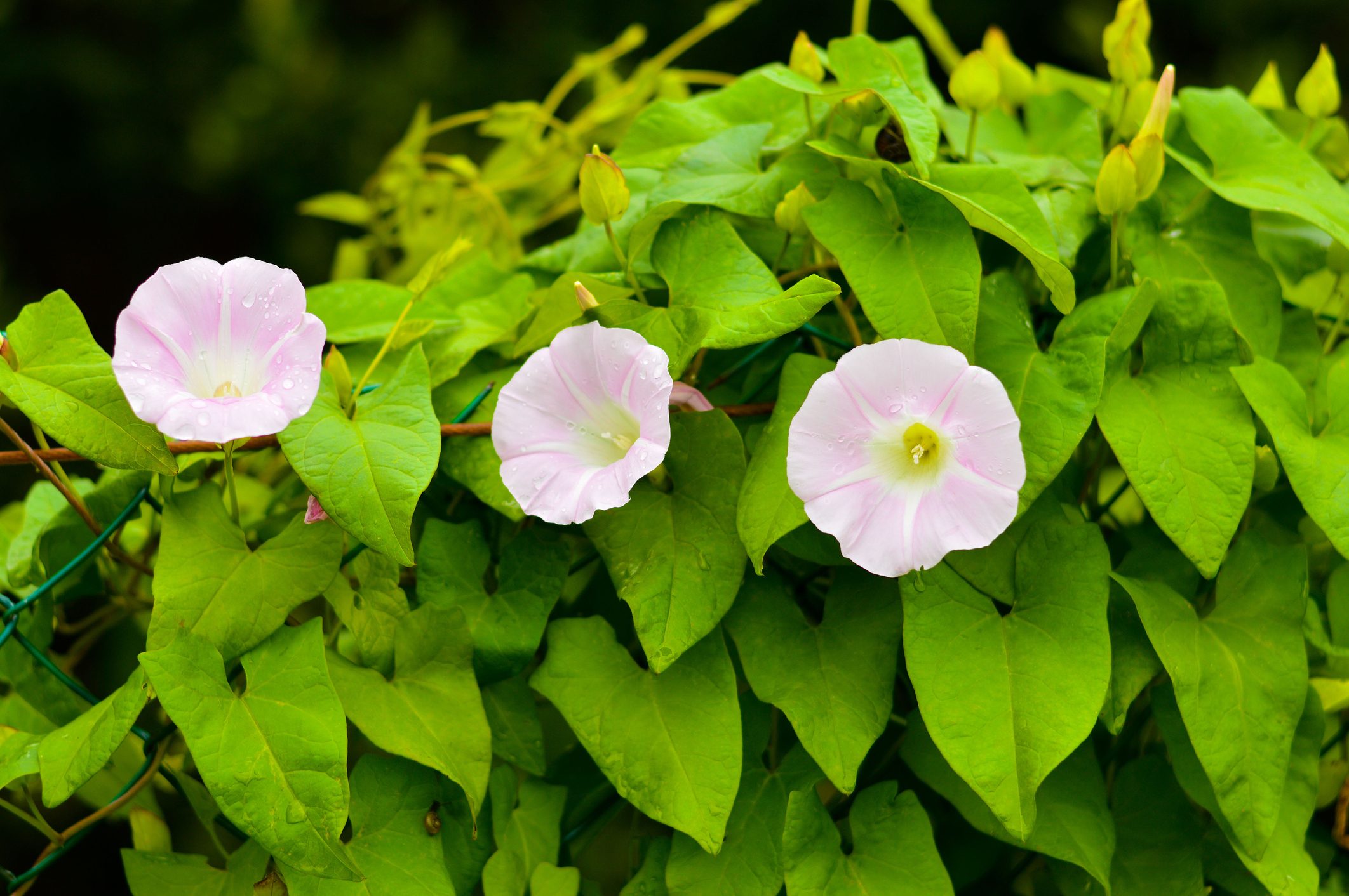 Convolvulus arvensis grows and blooms in the field