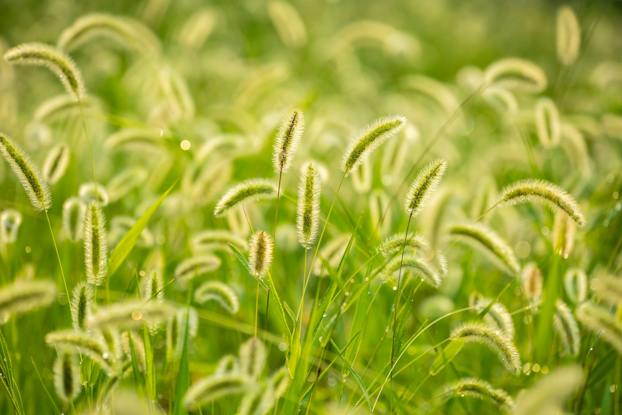 plant Setaria viridis (Green foxtail) in summer sunlight